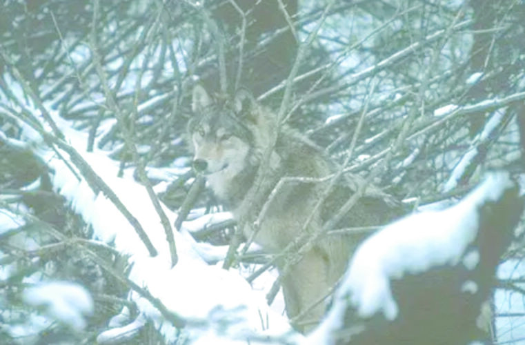 Altering the ecosytem